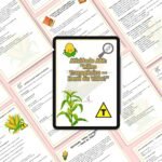 Atividade Milho Transgênico  - Biotecnologia - Engenharia genética