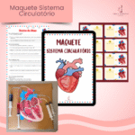 Maquete Sistema Circulatório
