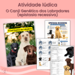 O Canil Genético dos Labradores (epistasia recessiva)